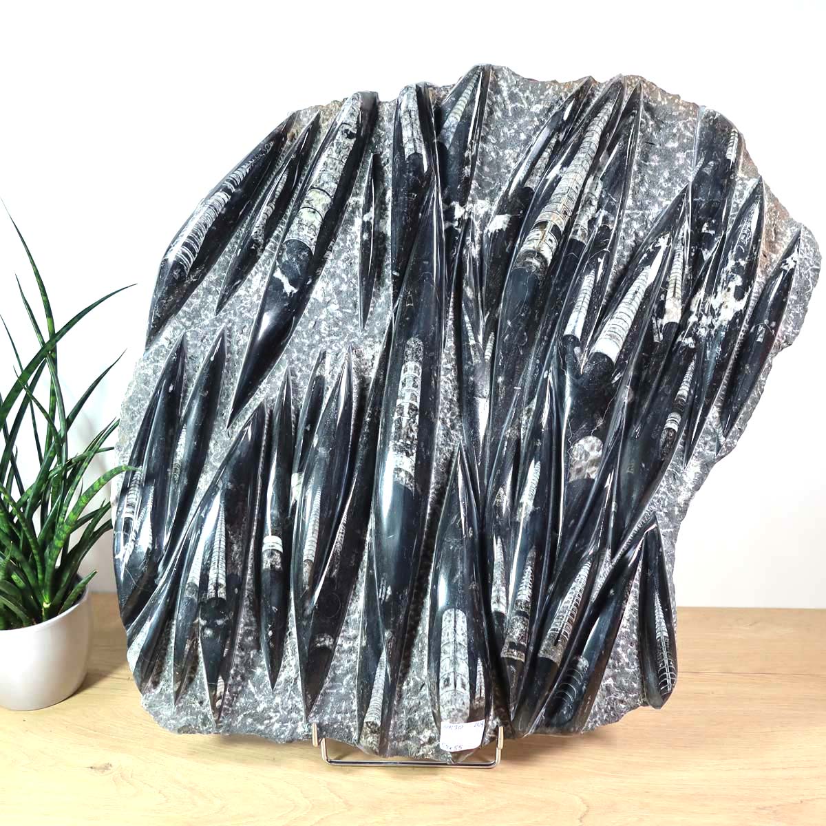 Einzigartige XL Fossile Orthoceras Platte (Tintenfische) - 59x55cm - 280-320 Millionen Jahre - Nr. 30 vor einem Pflanzenhintergrund