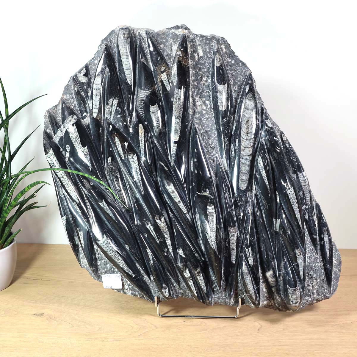 Einzigartige XL Fossile Orthoceras Platte (Tintenfische) - 60x48cm - 280-320 Millionen Jahre - Nr. 31 auf Holztisch