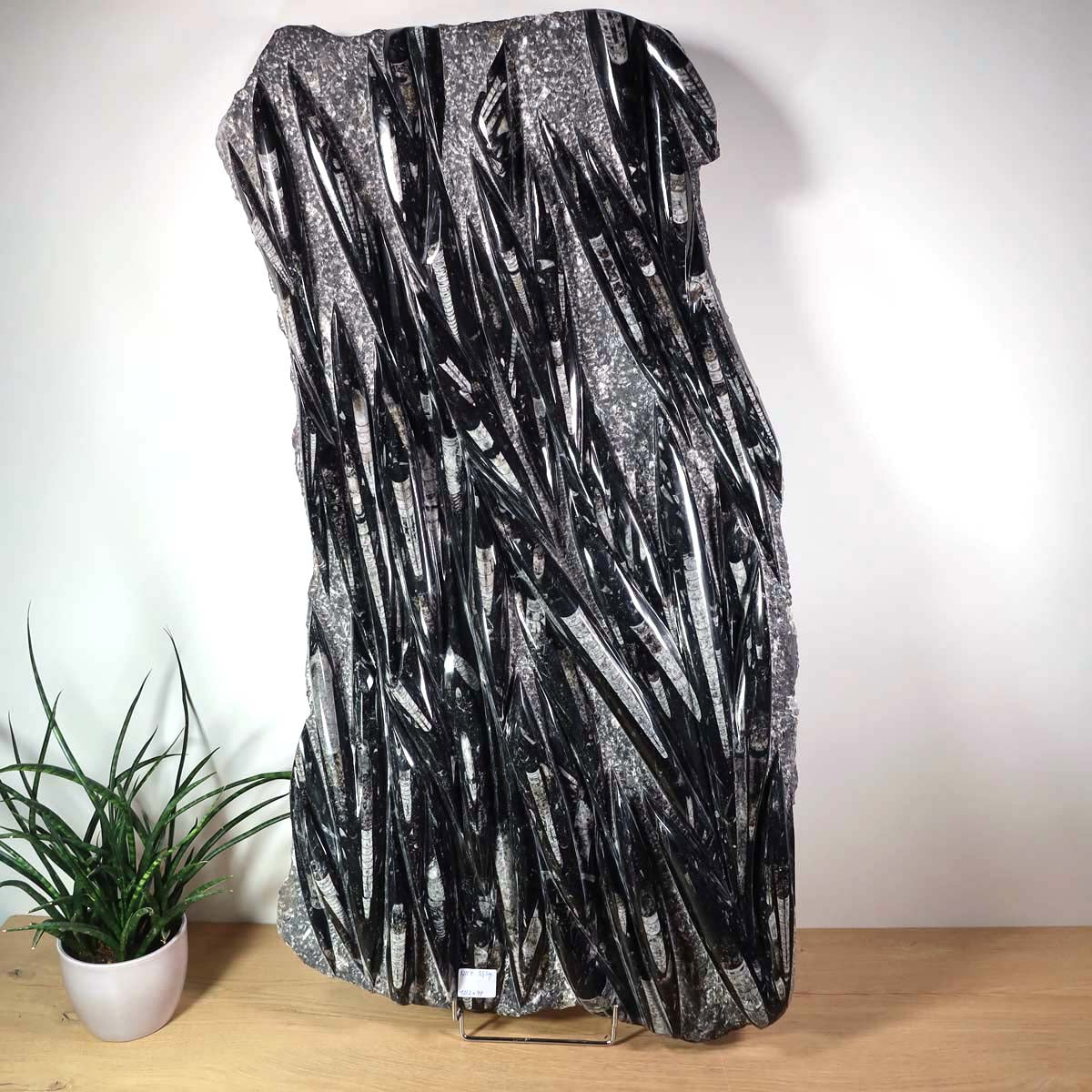 Einzigartige XL Fossile Orthoceras Platte (Tintenfische) - 102x49cm - 280-320 Millionen Jahre - Nr. 4 auf Holzregal