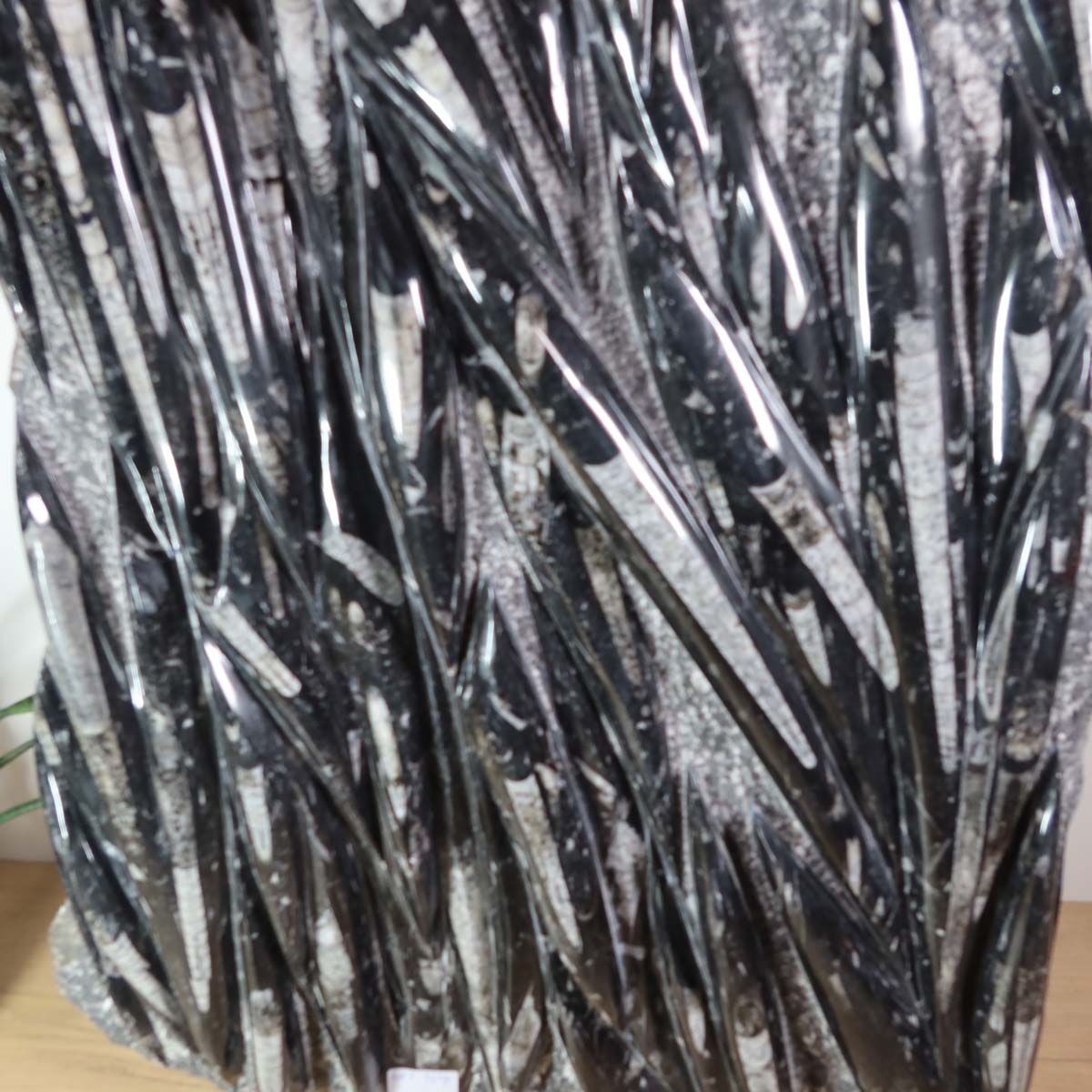 Einzigartige XL Fossile Orthoceras Platte (Tintenfische) - 102x49cm - 280-320 Millionen Jahre - Nr. 4 auf Holzregal