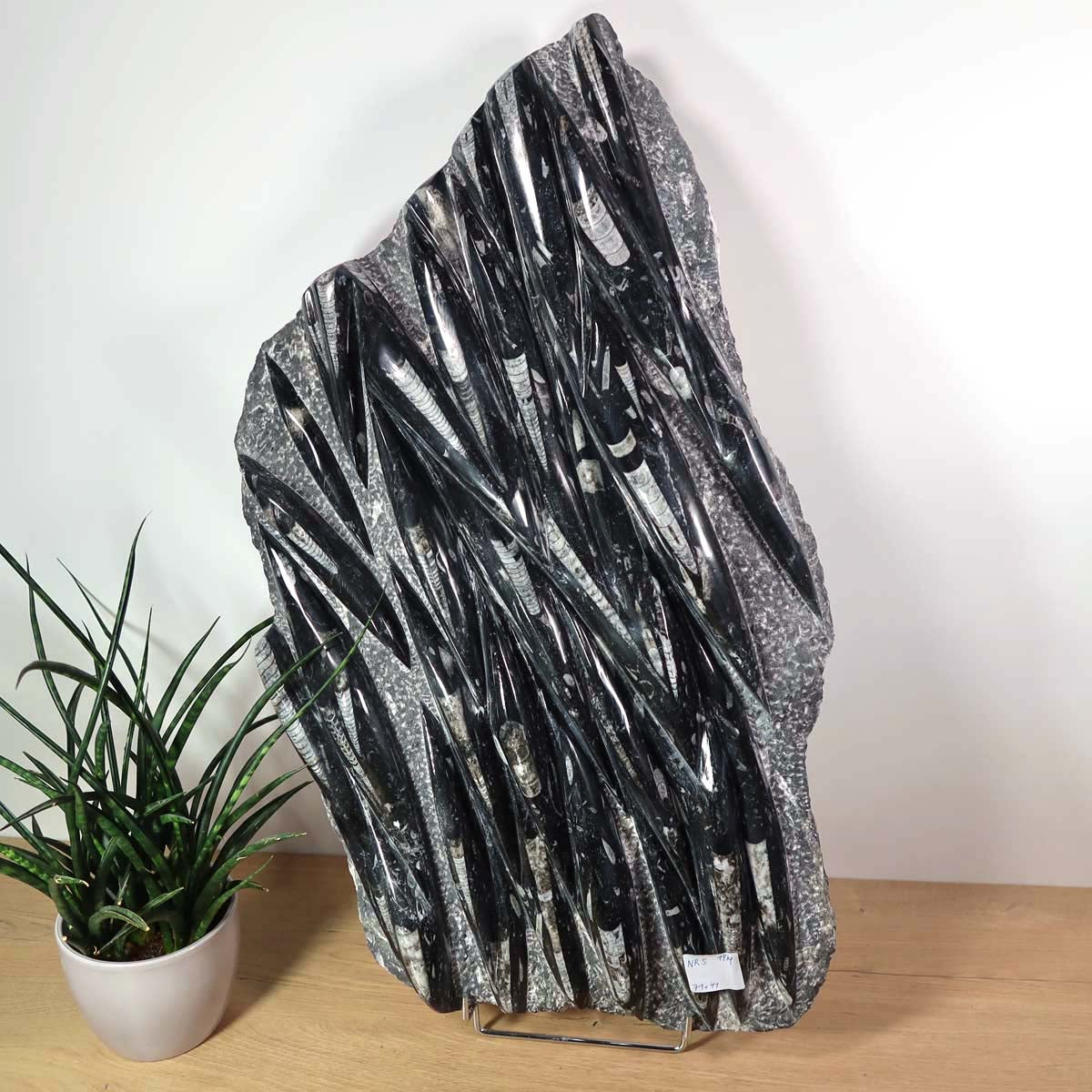 Einzigartige XL Fossile Orthoceras Platte (Tintenfische) - 71x41cm - 280-320 Millionen Jahre - Nr. 5 auf Holzuntergrund