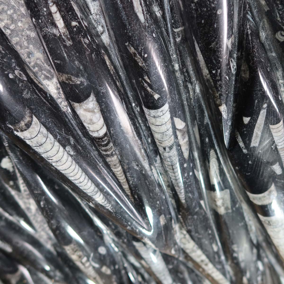 Einzigartige XL Fossile Orthoceras Platte (Tintenfische) - 71x41cm - 280-320 Millionen Jahre - Nr. 5 auf Holzuntergrund