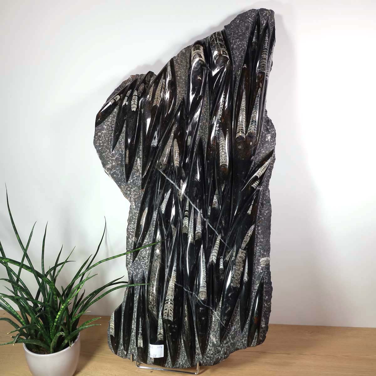 Einzigartige XL Fossile Orthoceras Platte (Tintenfische) - 83x38cm - 280-320 Millionen Jahre - Nr. 6 ein faszinierendes Stück Erdgeschichte