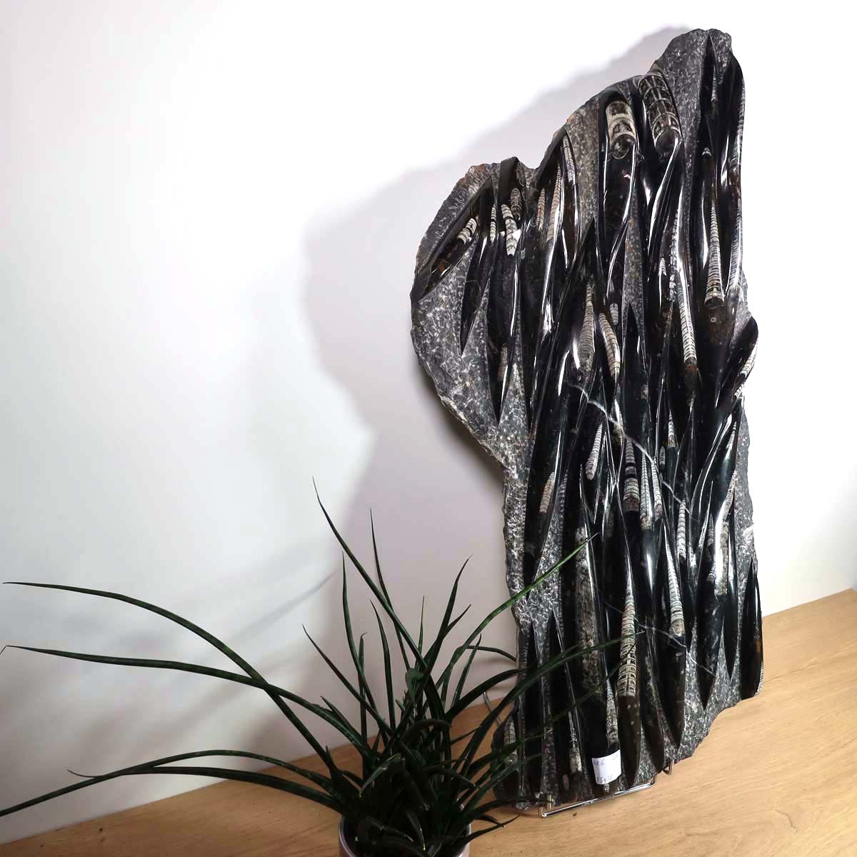 Einzigartige XL Fossile Orthoceras Platte (Tintenfische) - 83x38cm - 280-320 Millionen Jahre - Nr. 6 ein faszinierendes Stück Erdgeschichte