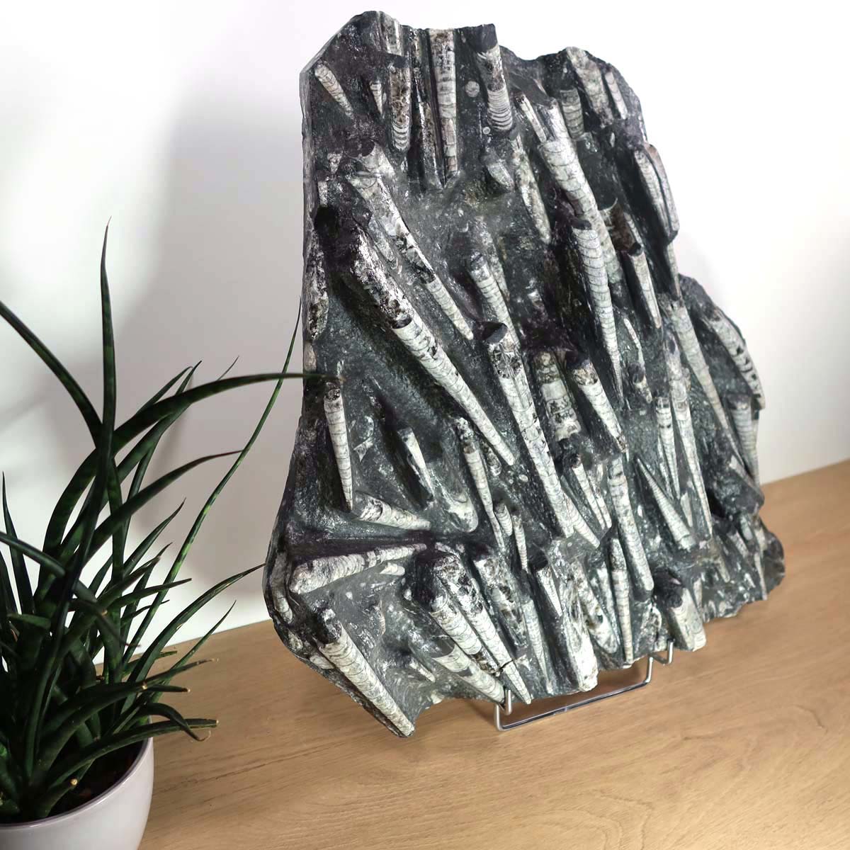 Einzigartige XL Fossile Orthoceras Platte (Tintenfische) - 52x55cm - 280-320 Millionen Jahre - Nr. 69 auf Tisch mit Pflanze