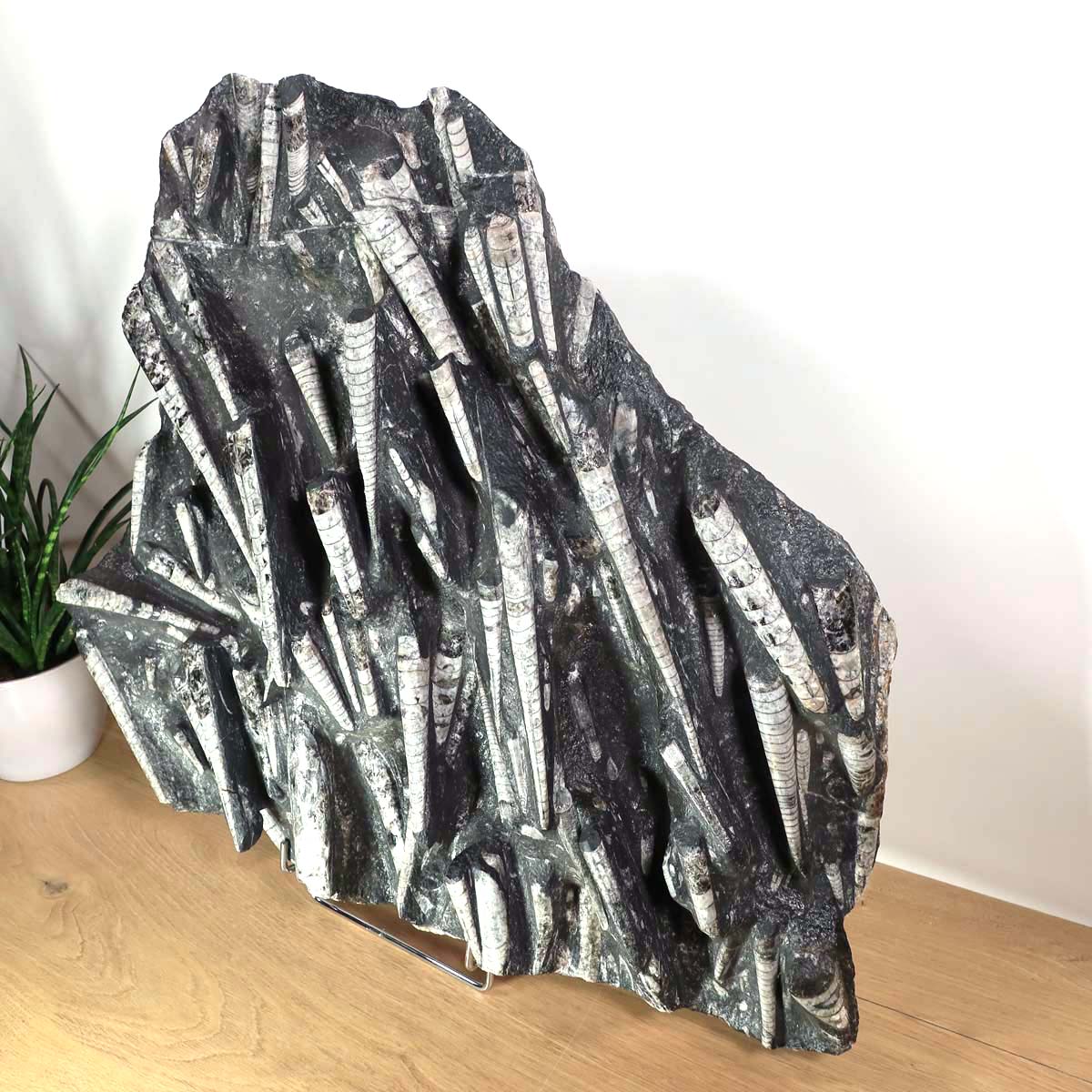 Einzigartige XL Fossile Orthoceras Platte (Tintenfische) - 52x55cm - 280-320 Millionen Jahre - Nr. 69 auf Tisch mit Pflanze