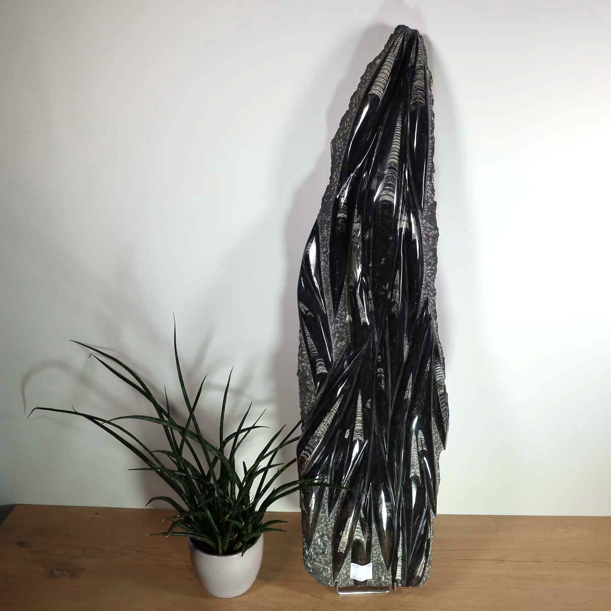 Einzigartige XL Fossile Orthoceras Platte (Tintenfische) - 87x24cm - 280-320 Millionen Jahre - Nr. 7, versteinertes Fossil Display