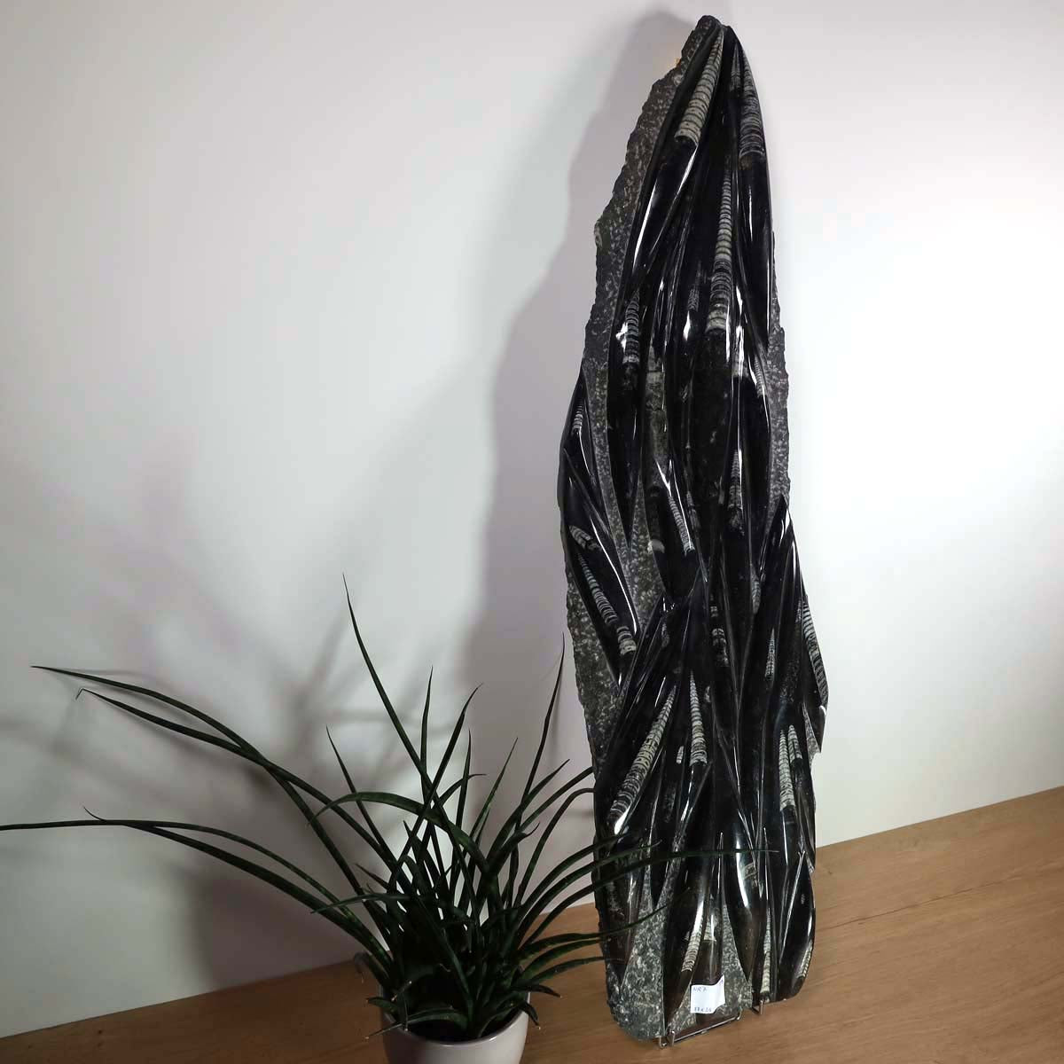 Einzigartige XL Fossile Orthoceras Platte (Tintenfische) - 87x24cm - 280-320 Millionen Jahre - Nr. 7, versteinertes Fossil Display