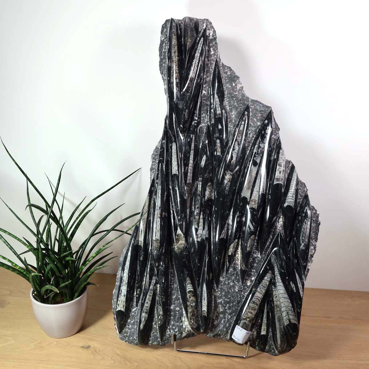 Einzigartige XL Fossile Orthoceras Platte (Tintenfische) - 70x40cm - 280-320 Millionen Jahre - Nr. 8 auf Holzdisplay mit Pflanze