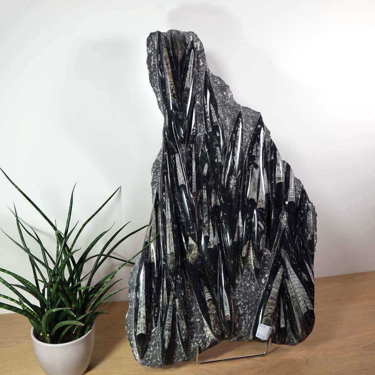 Einzigartige XL Fossile Orthoceras Platte (Tintenfische) - 70x40cm - 280-320 Millionen Jahre - Nr. 8 auf Holzdisplay mit Pflanze