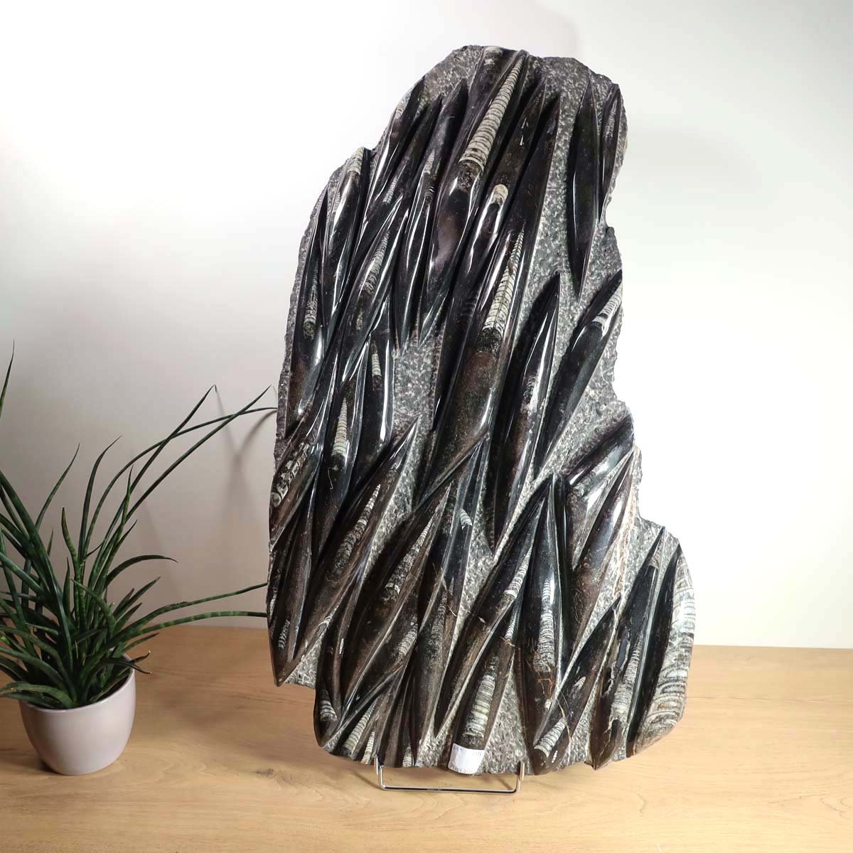 Einzigartige XL Fossile Orthoceras Platte (Tintenfische) - 79x44cm - 280-320 Millionen Jahre - Nr. 9 auf Holztisch mit Pflanze