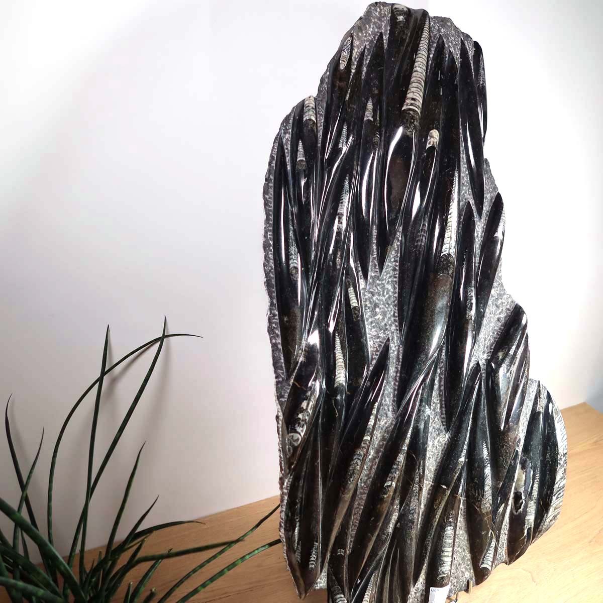 Einzigartige XL Fossile Orthoceras Platte (Tintenfische) - 79x44cm - 280-320 Millionen Jahre - Nr. 9 auf Holztisch mit Pflanze