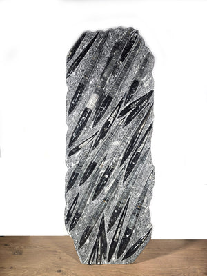 Orthocera und Ammoniten-XL-(freistehend)- 130 x 50cm-280-320 Mill. Jahre -Nr11