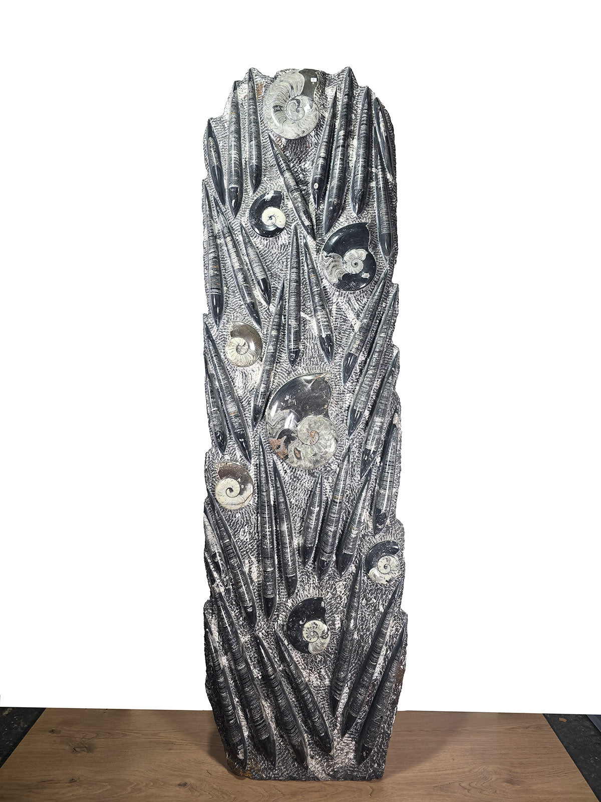 Orthocera und Ammoniten Skulptur freistehend, 168x49cm, 280-320 Millionen Jahre alt, Fossilienkunstwerk in modernem Wohnzimmer