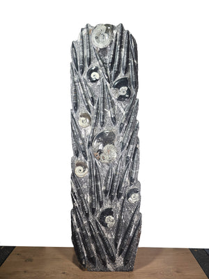 Orthocera und Ammoniten Skulptur XL freistehend, 168x49cm, Fossilien 280-320 Millionen Jahre