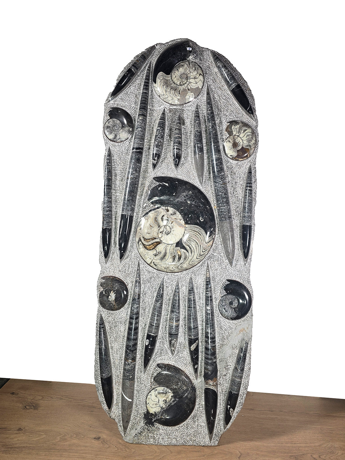 Orthocera und Ammoniten-XL-(freistehend)-123 x 48cm-280-320 Mill. Jahre -Nr. 2, einzigartige Fossilien Skulptur.