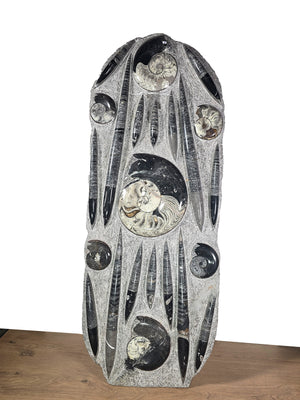 Orthocera und Ammoniten-XL-(freistehend)-123 x 48cm-280-320 Mill. Jahre -Nr. 2