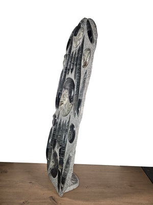 Orthocera und Ammoniten-XL-(freistehend)-123 x 48cm-280-320 Mill. Jahre -Nr. 2