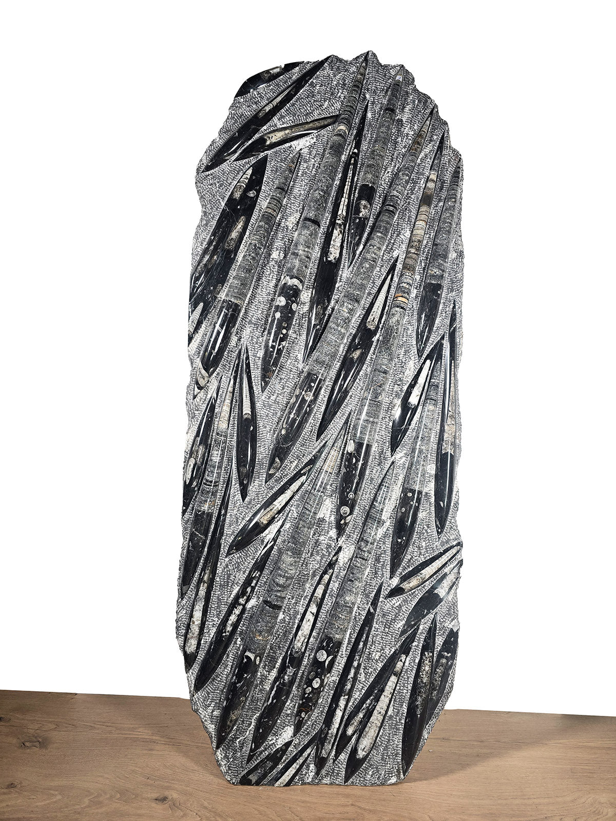 Orthocera und Ammoniten-XL-(freistehend)-128 x 50cm-280-320 Mill. Jahre -Nr.3, beeindruckende Fossilien Skulptur.