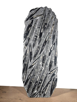 Orthocera und Ammoniten-XL-(freistehend)-128 x 50cm-280-320 Mill. Jahre -Nr.3