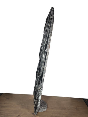 Orthocera und Ammoniten-XL-(freistehend)-128 x 50cm-280-320 Mill. Jahre -Nr.3