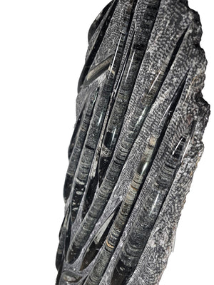 Orthocera und Ammoniten-XL-(freistehend)-128 x 50cm-280-320 Mill. Jahre -Nr.3