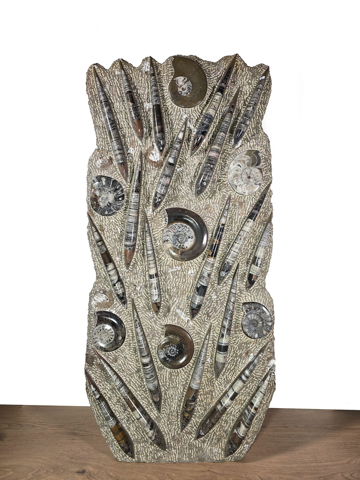 Orthocera und Ammoniten-XL-(freistehend)- 115 x 50cm-280-320 Mill. Jahre -Nr.4, beeindruckende Fossilien Skulptur.