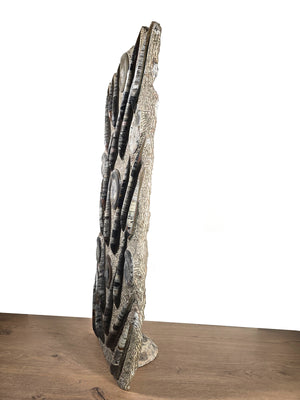 Orthocera og Ammonitter-XL-(fritstående)- 115 x 50 cm-280-320 millioner år - Nr.4