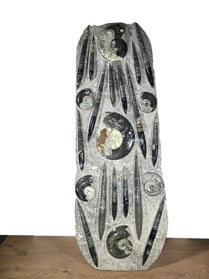 Orthocera und Ammoniten-XL-(freistehend)- 130 x 45cm-280-320 Mill. Jahre -Nr9