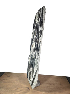 Orthocera und Ammoniten-XL-(freistehend)- 130 x 45cm-280-320 Mill. Jahre -Nr9