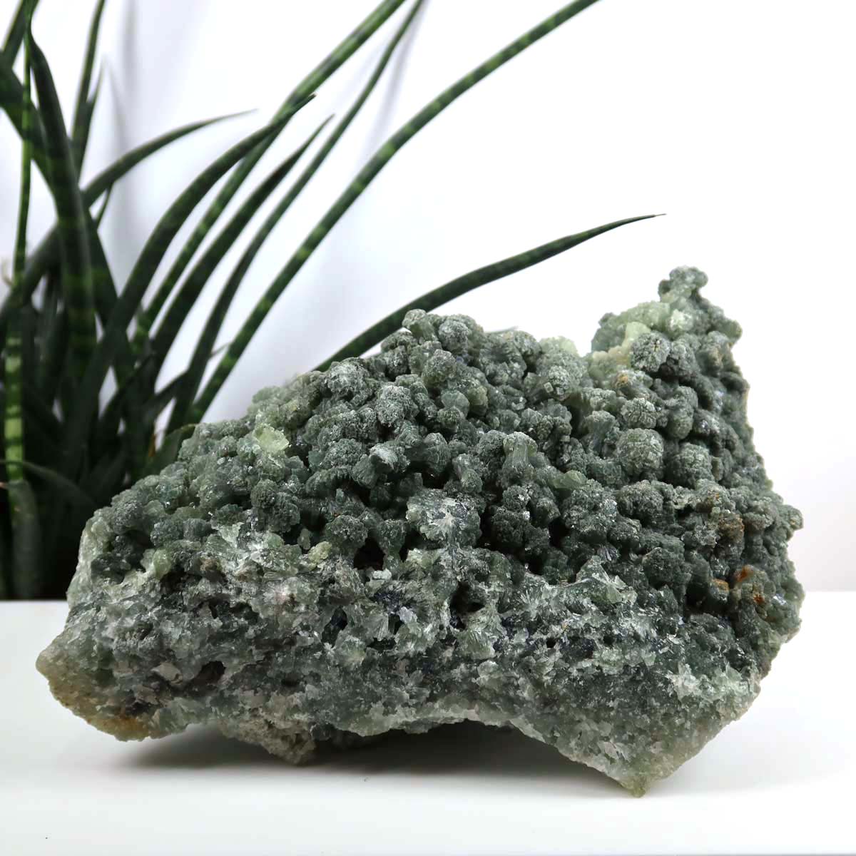 Prehnit 1A Kristall Stufe – aus Marokko 19x9cm - Exklusive Stücke für Sammler und Liebhaber Unikat Nr.42, grün, auf weißem Hintergrund