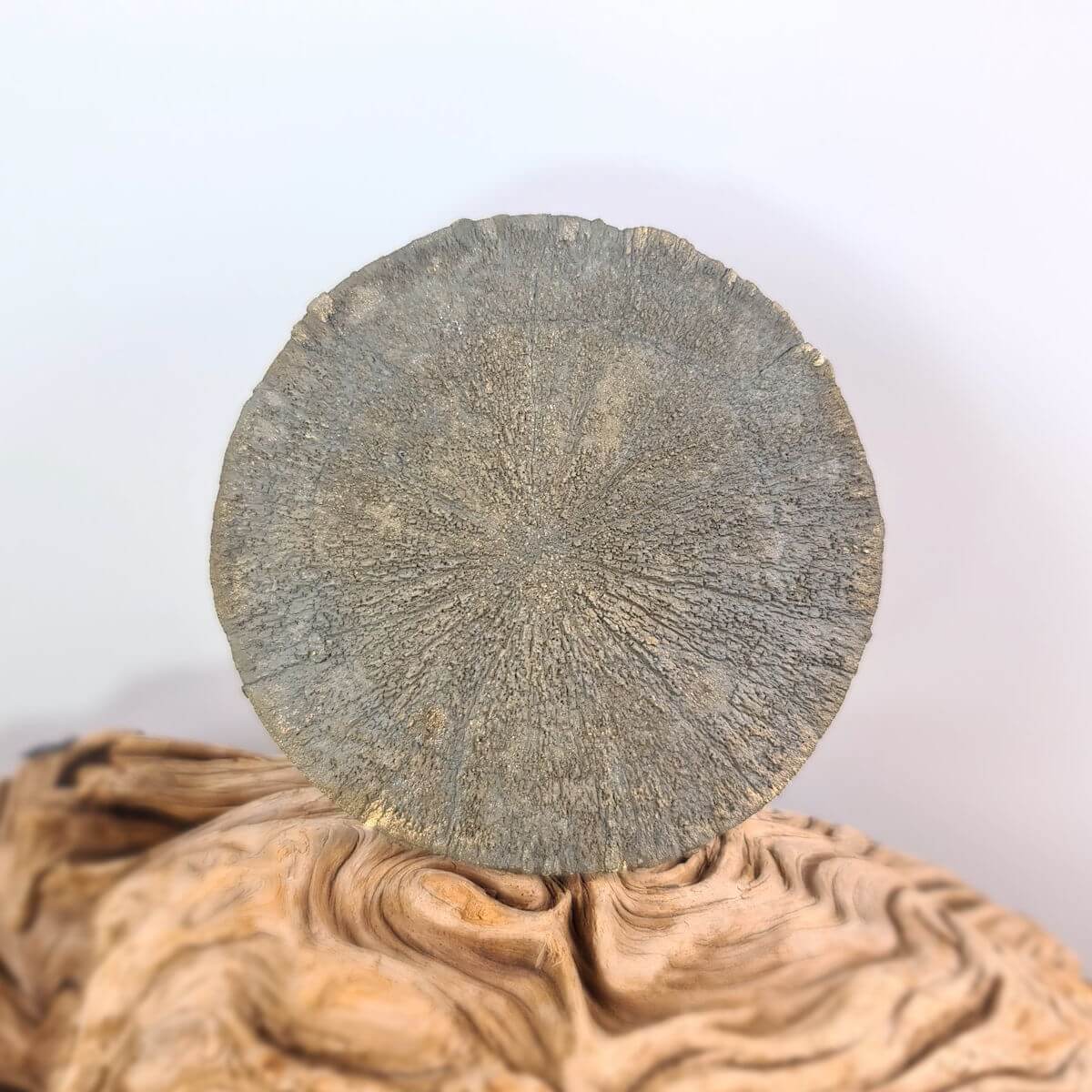 Pyrit Sonne Naturkristall, einzigartige Form aus Illinois, USA, ideal für Sammler. Keywords: Steinwelten, Mineralien, Edelsteine.