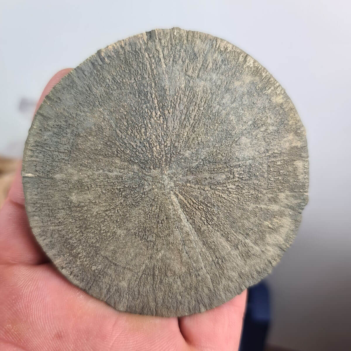 Pyrit Sonne Naturkristall, einzigartige Form aus Illinois, USA, ideal für Sammler. Keywords: Steinwelten, Mineralien, Edelsteine.