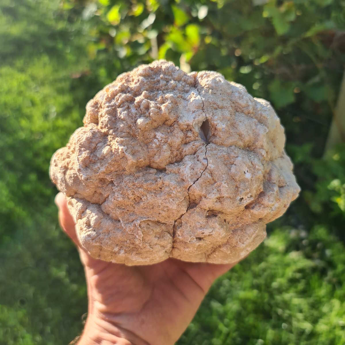 Quarz Geode geöffnet -XXL– Glücksgeode – Stabilität und Klarheit – Unikat Nr. 7 mit funkelnden Quarz Kristallen im Sonnenlicht