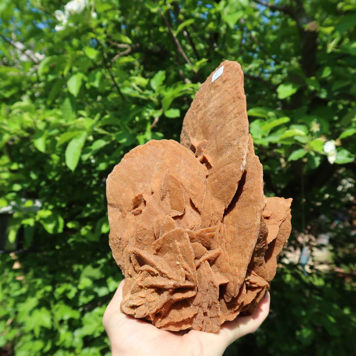Person holding a large, intricate Moroccan sand rose against a green leafy background.