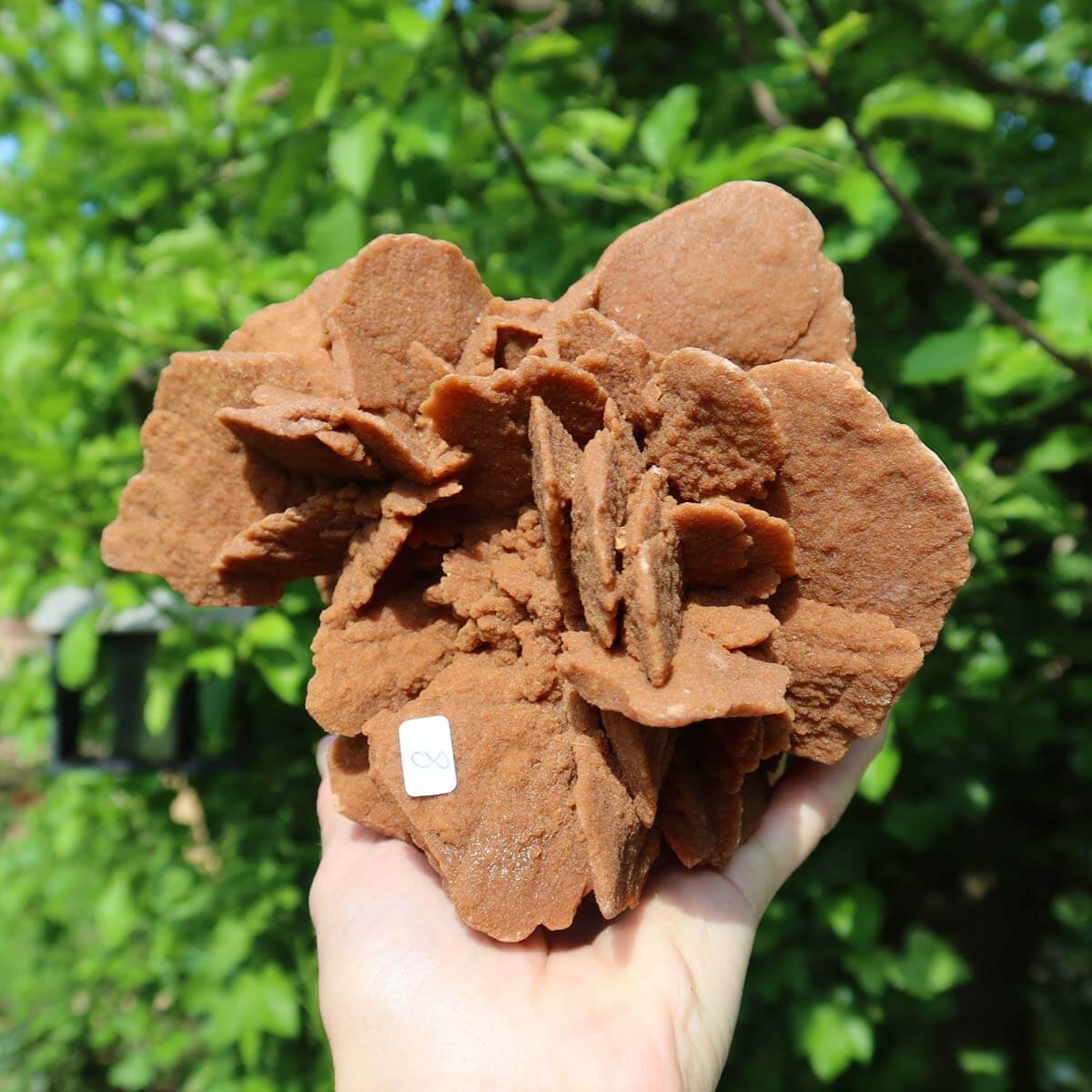 Large Moroccan sand rose held in hand, showcasing intricate rosette formation against a blurred green background.