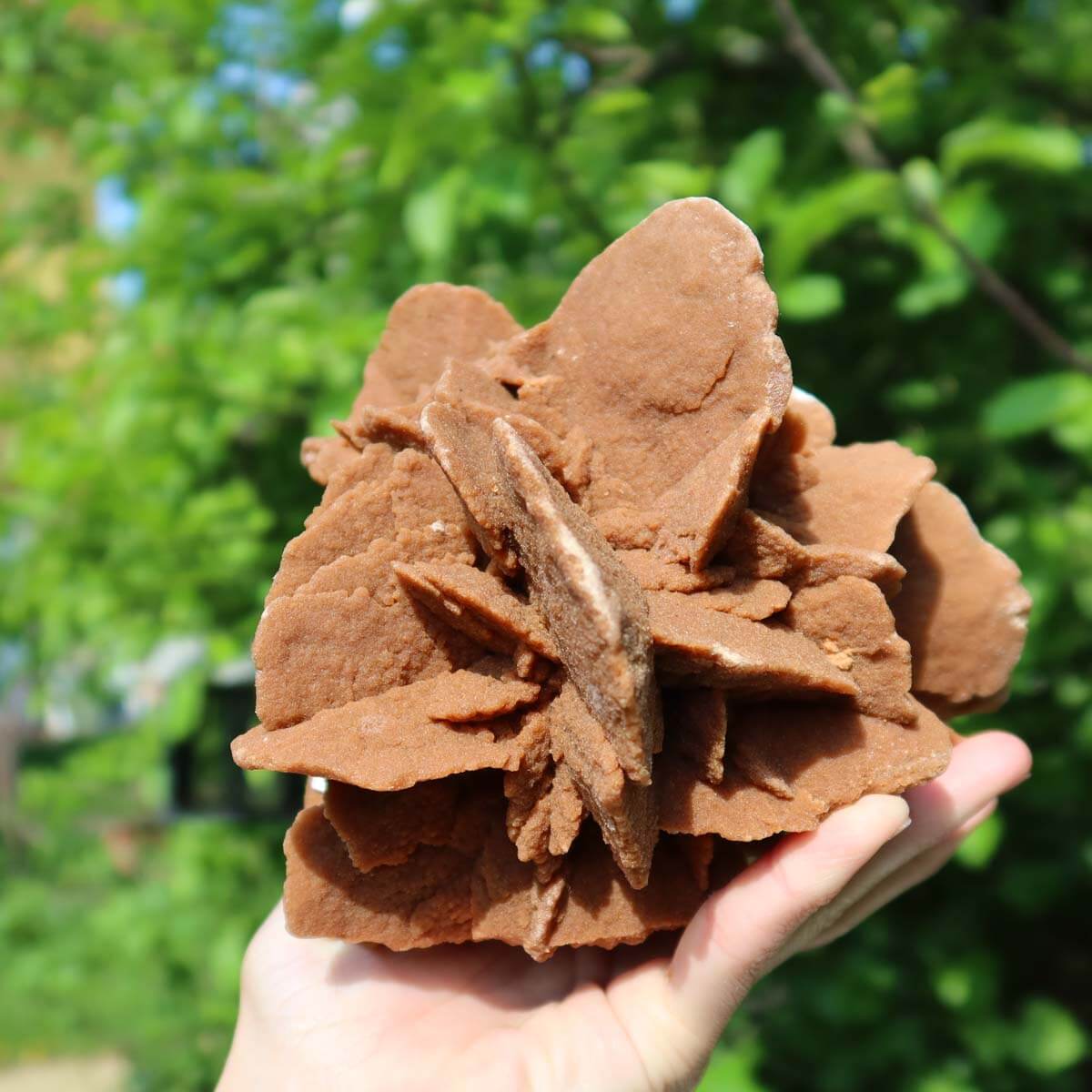 Large Moroccan sand rose held in hand, showcasing intricate rosette formation against a blurred green background.