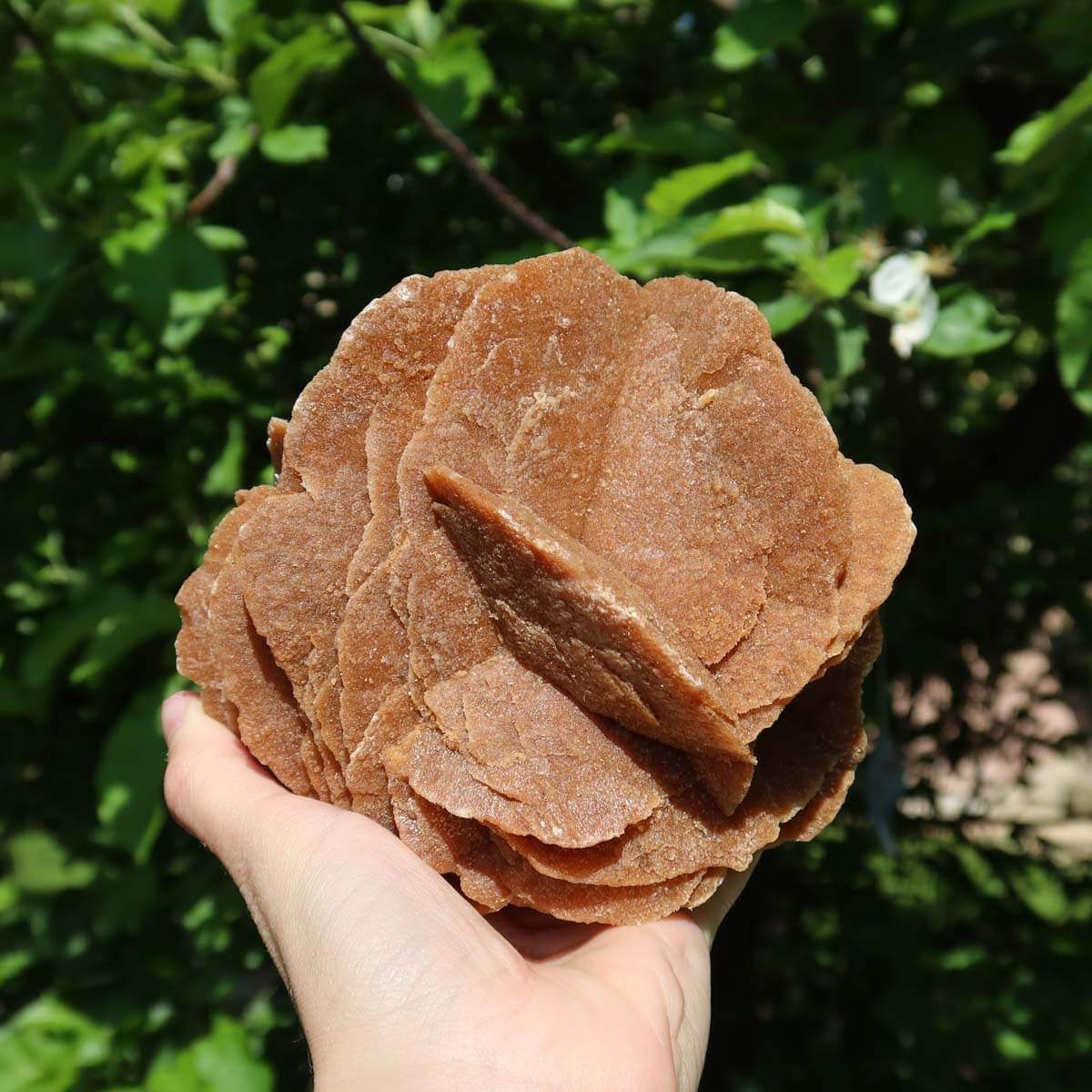 Hand holding a unique Moroccan sand rose crystal in natural light, showing its intricate rosette formation and sandy color.