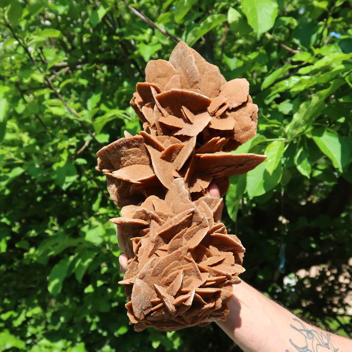 Hand holding a large unique Moroccan sand rose against green foliage background.