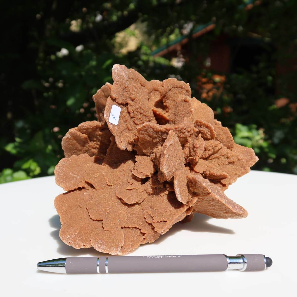Large natural sandrose from Morocco displayed with a pen for scale, known for unique rosette shape and collector's quality.