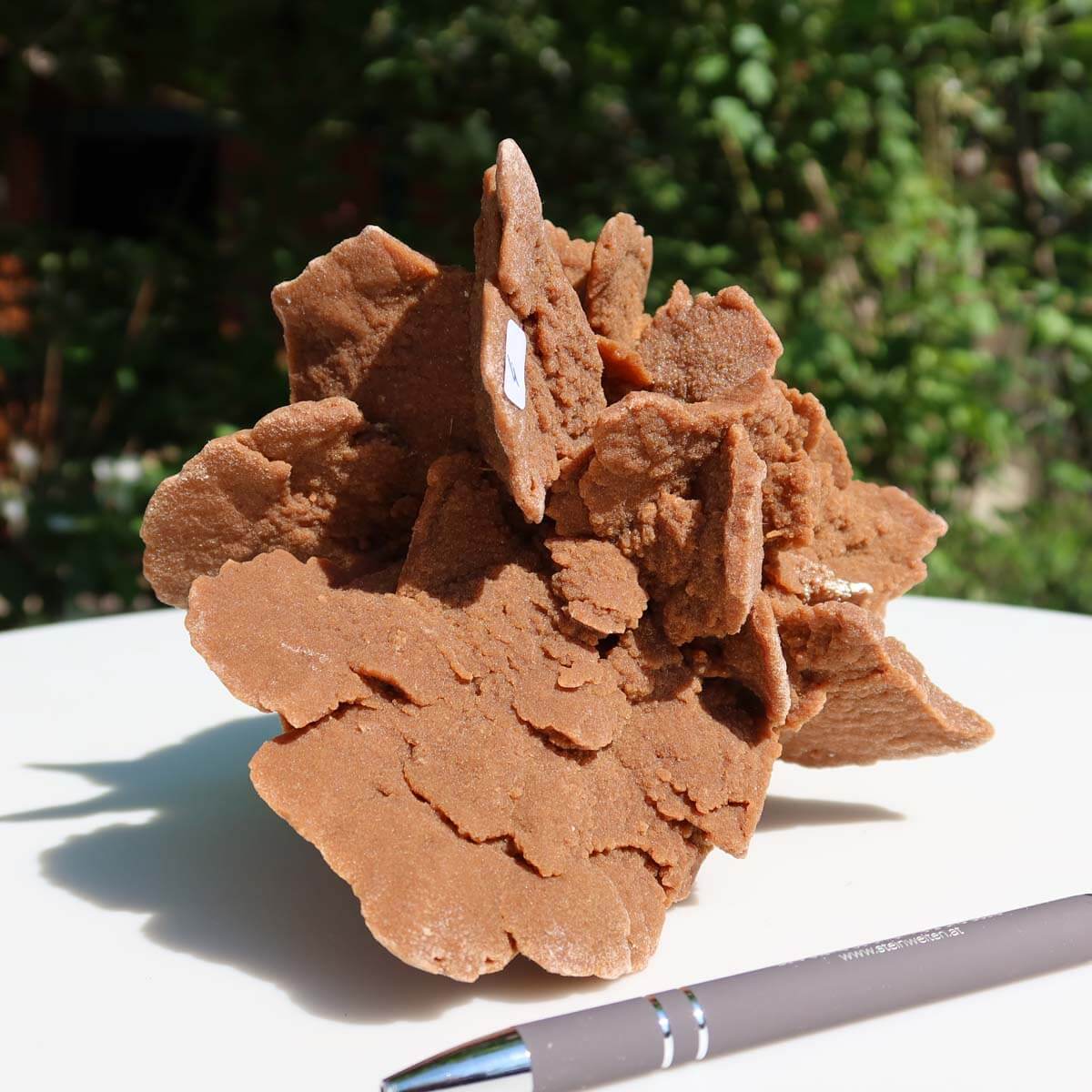 Large natural sandrose from Morocco displayed with a pen for scale, known for unique rosette shape and collector's quality.