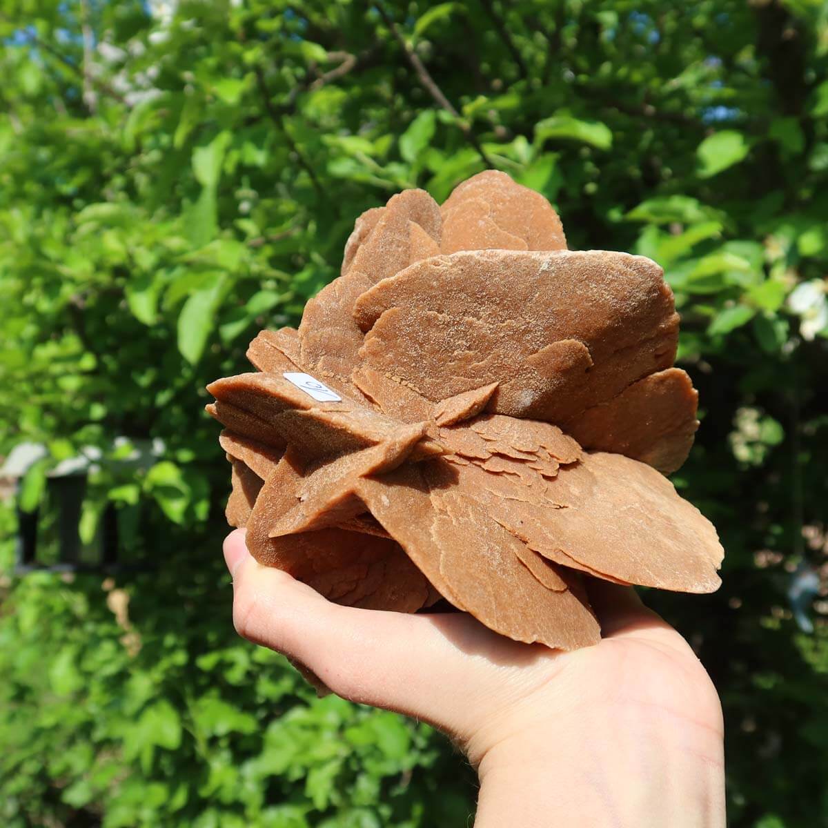 Hand holding a Sandrose crystal against a green foliage backdrop.