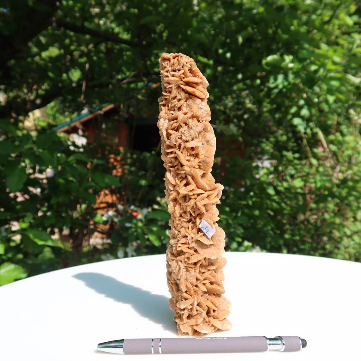 Hand holding a tall, unique Moroccan sand rose against lush green foliage, showcasing natural gypsum crystal formations.