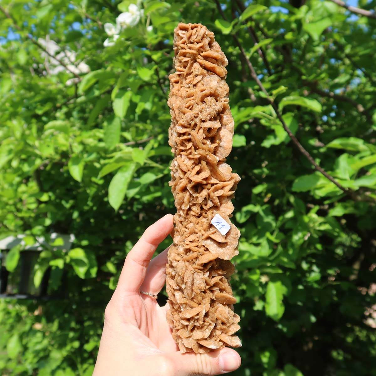 Hand holding a tall, unique Moroccan sand rose against lush green foliage, showcasing natural gypsum crystal formations.