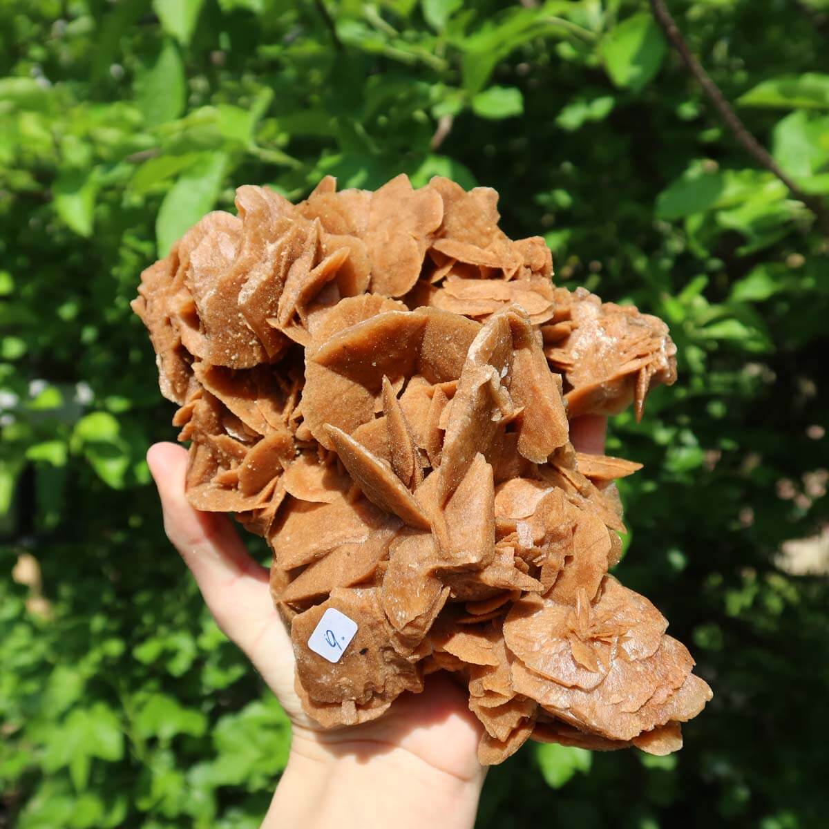 Hand holding a large Moroccan sand rose stone rosette against a greenery background.