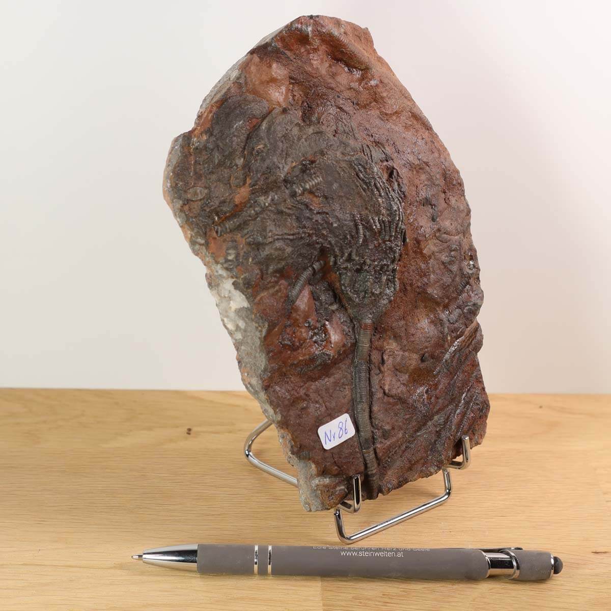 Versteinertes Seelilien-Fossil Scyphocrinites elegans aus Marokko, 16x10 cm, 425 Millionen Jahre alt, Unikat Nr. 86 auf Ständer.