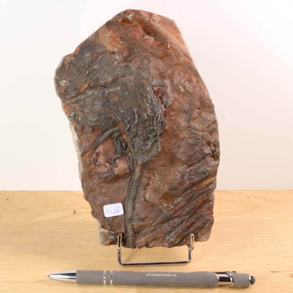 Versteinertes Seelilien-Fossil Scyphocrinites elegans aus Marokko, 16x10 cm, 425 Millionen Jahre alt, Unikat Nr. 86 auf Ständer.