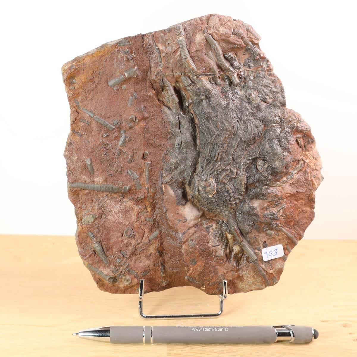 Scyphocrinites elegans fossil with number 103, measuring 17x15 cm, showcasing unique details, placed on a display stand.