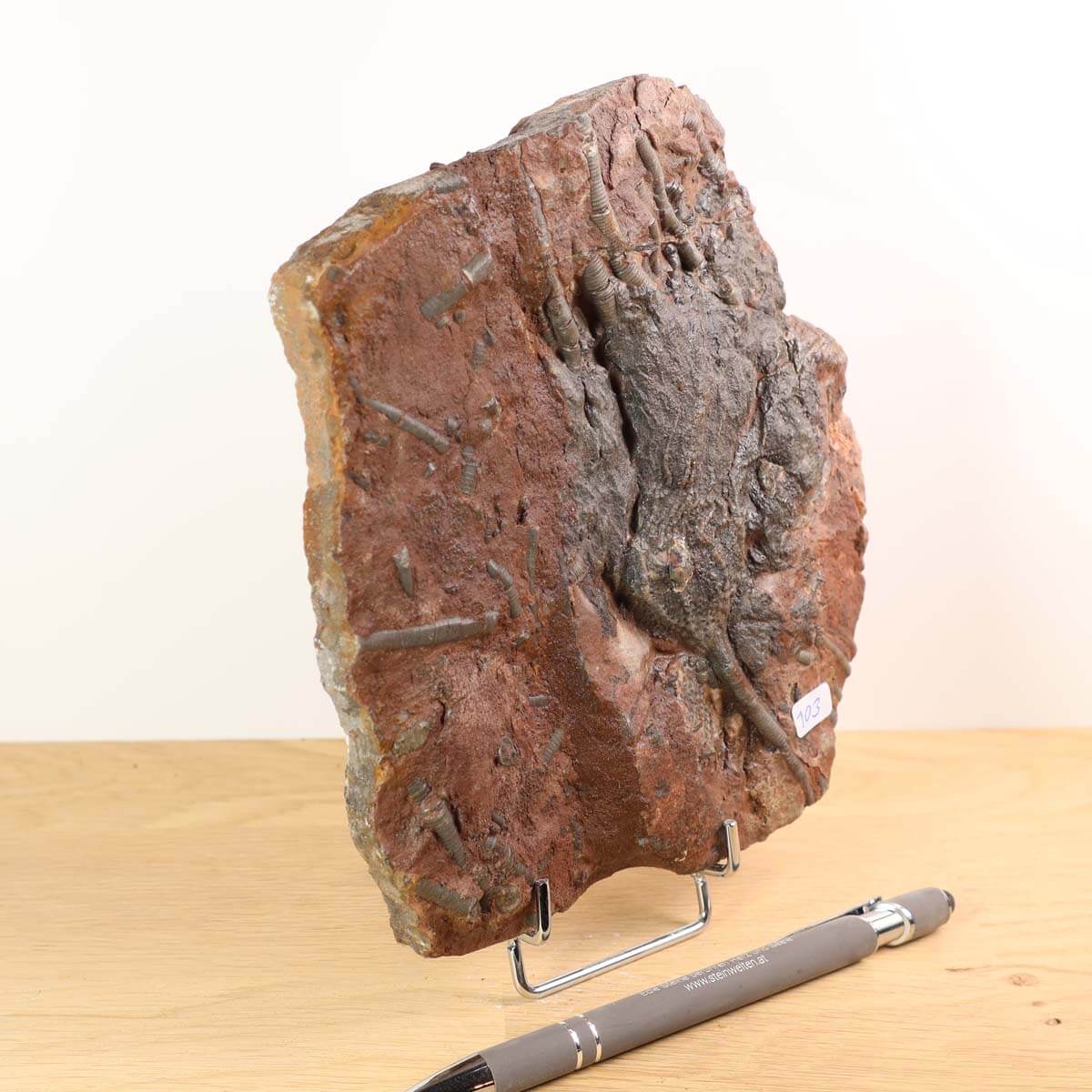 Scyphocrinites elegans fossil with number 103, measuring 17x15 cm, showcasing unique details, placed on a display stand.