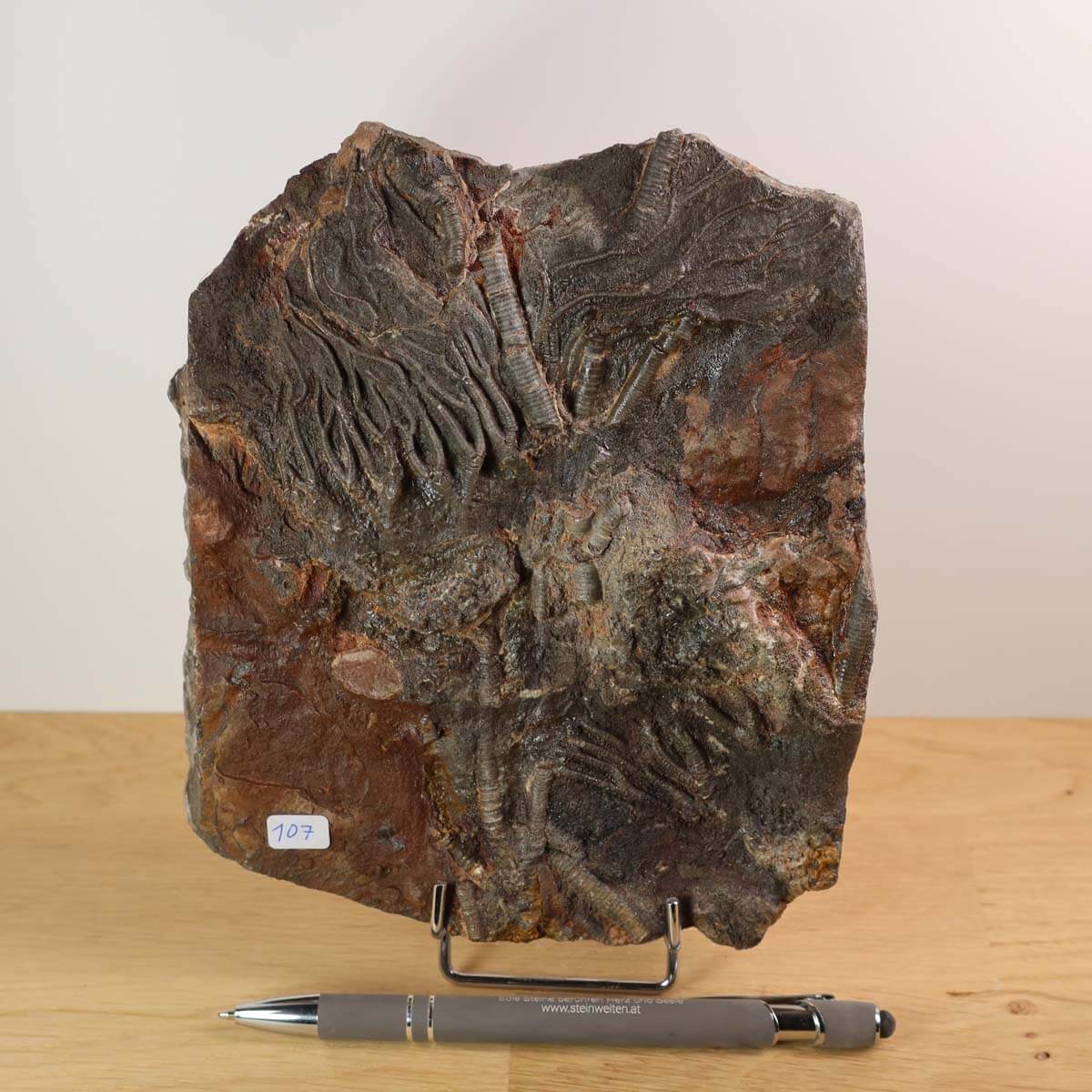Fossilized Seelilien (Scyphocrinites elegans) from Morocco on display, unique piece, 17x14 cm, 425 million years old, Nr. 107